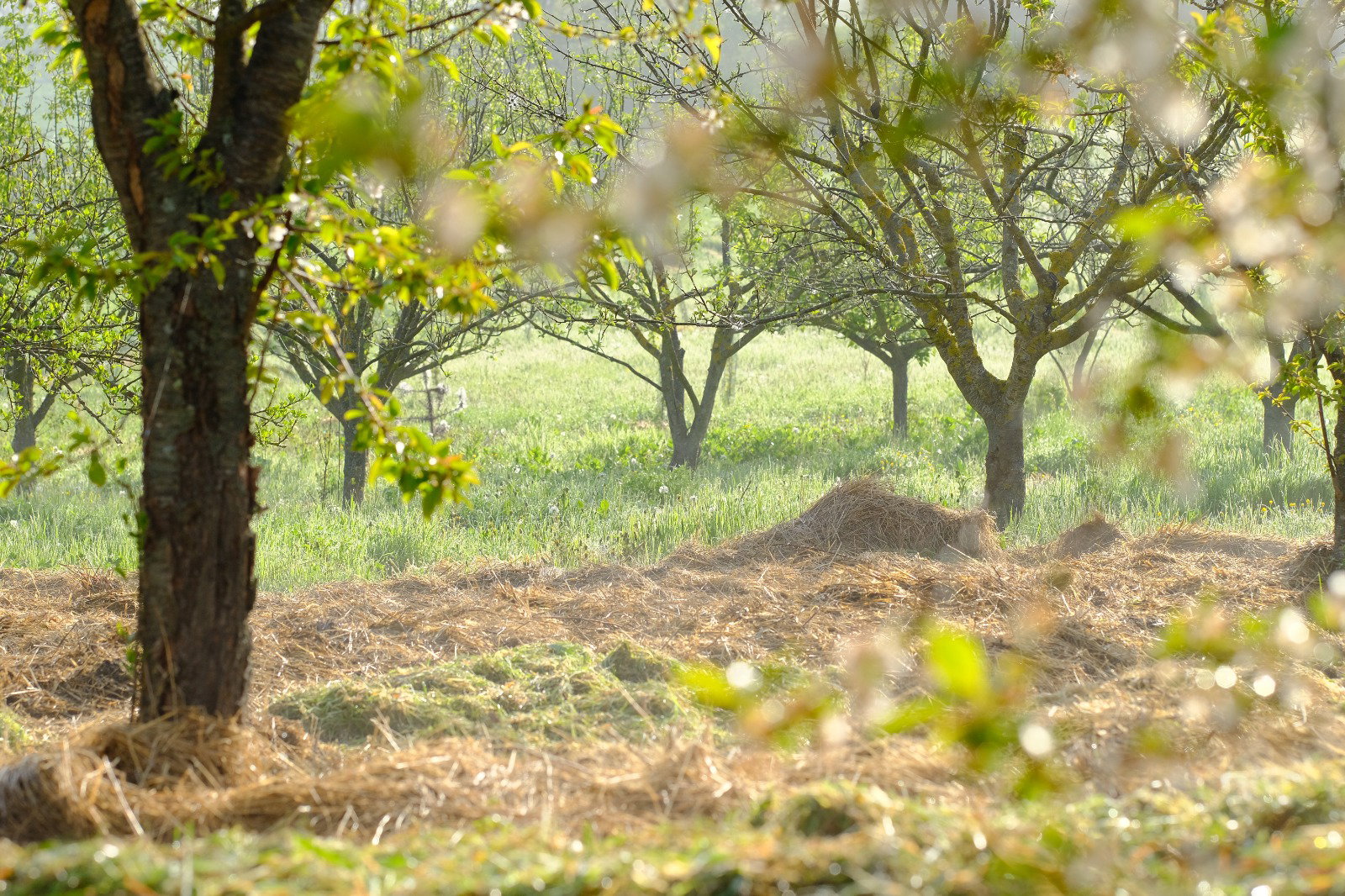 Maison nature à Cagli