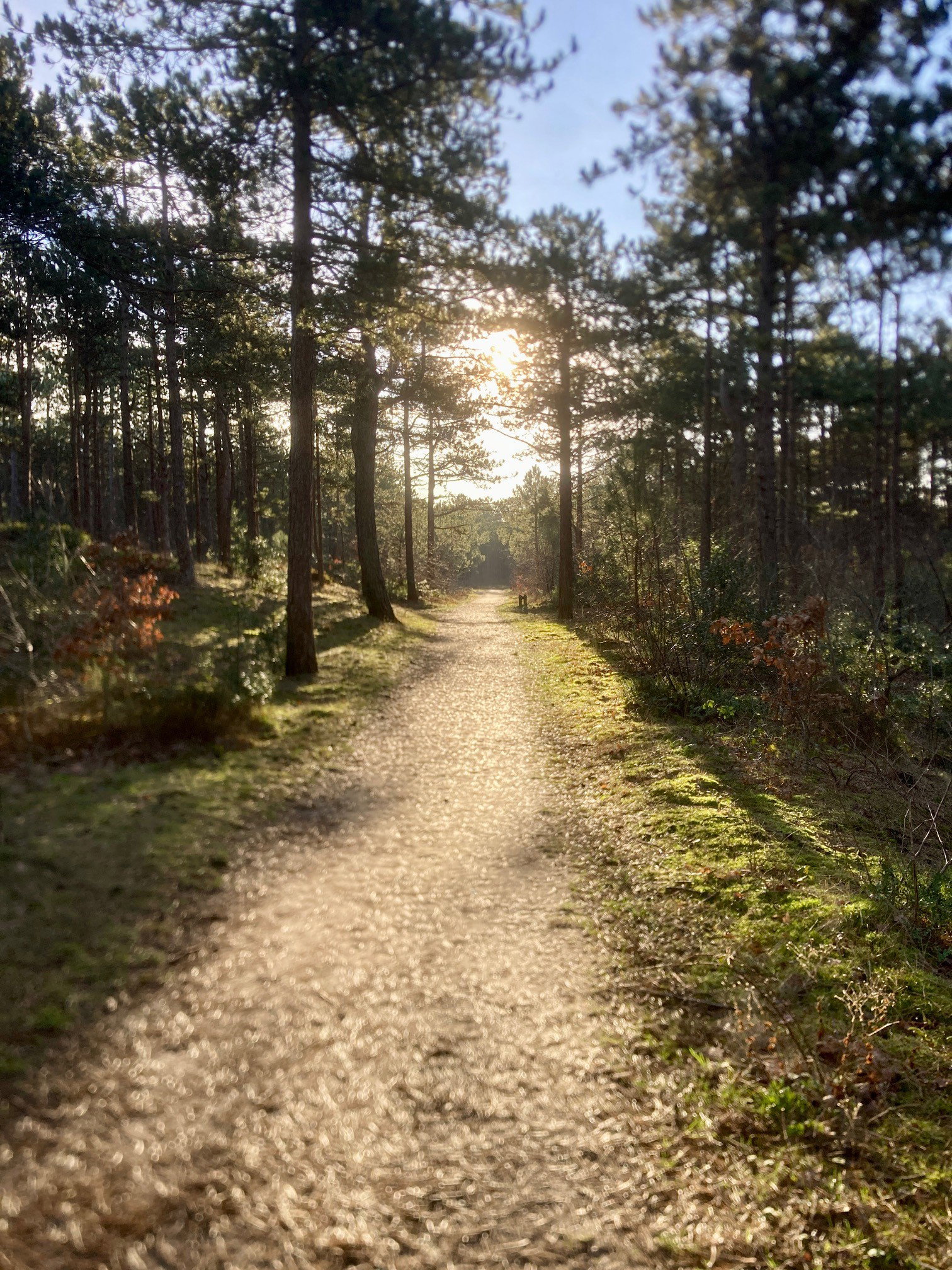 Natuurhuisje in Schoorl