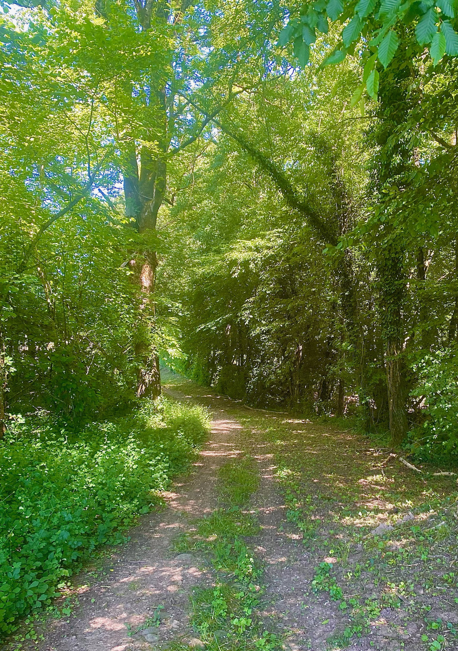 - image: 12