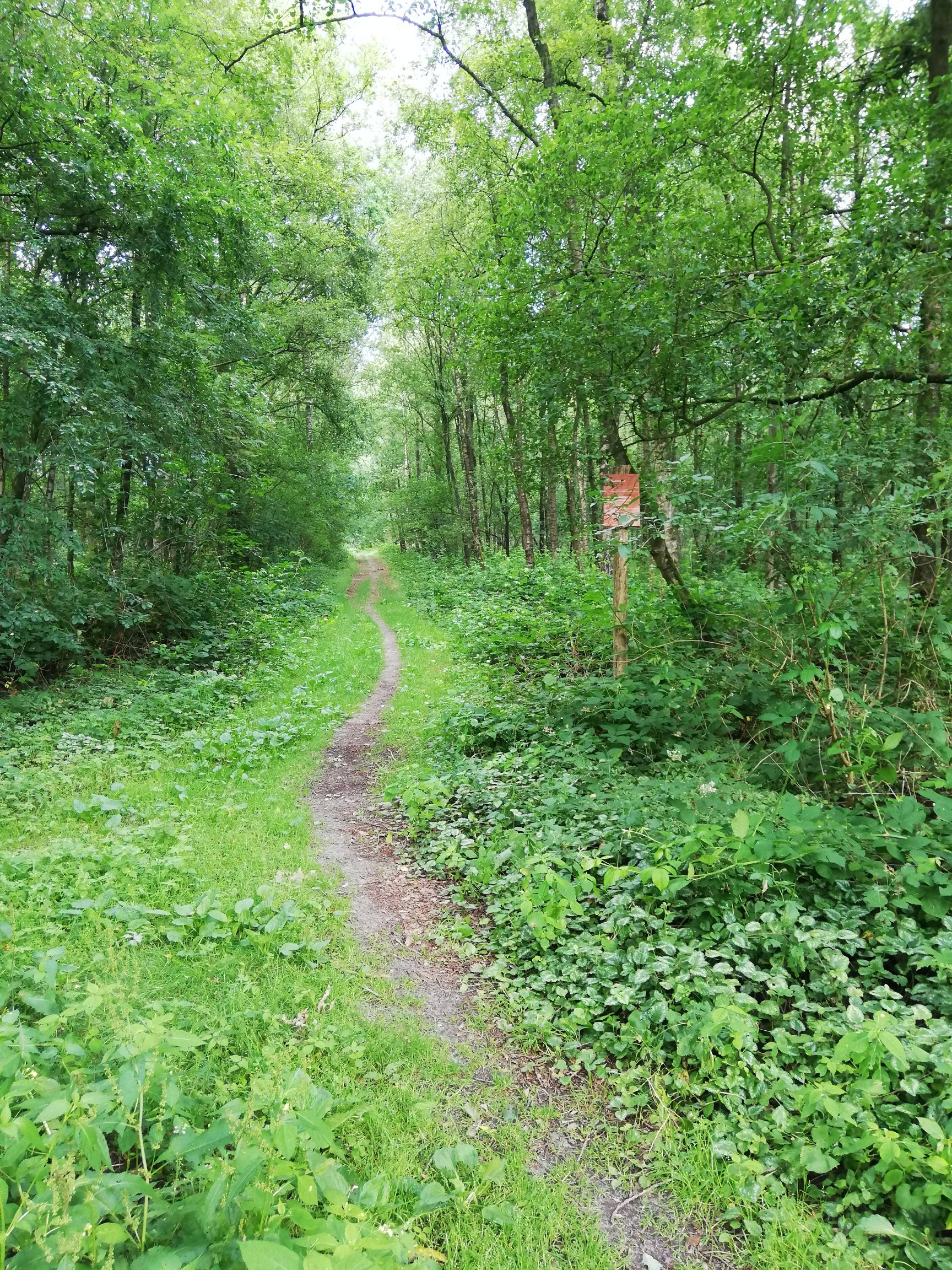 - image: 11