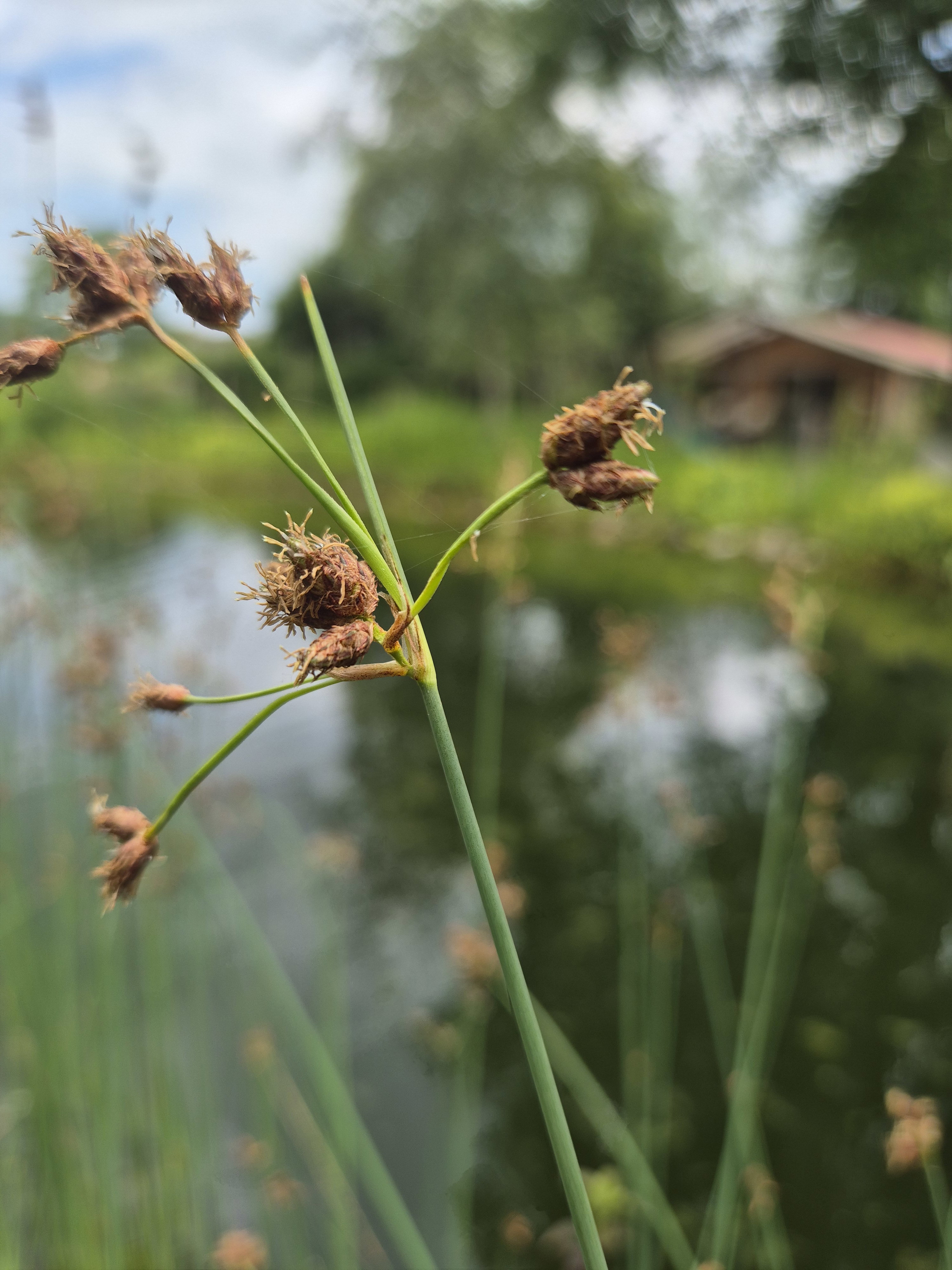 Natuurhuisje in Haulerwijk