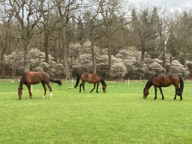 Natuurhuisje in Dwingeloo