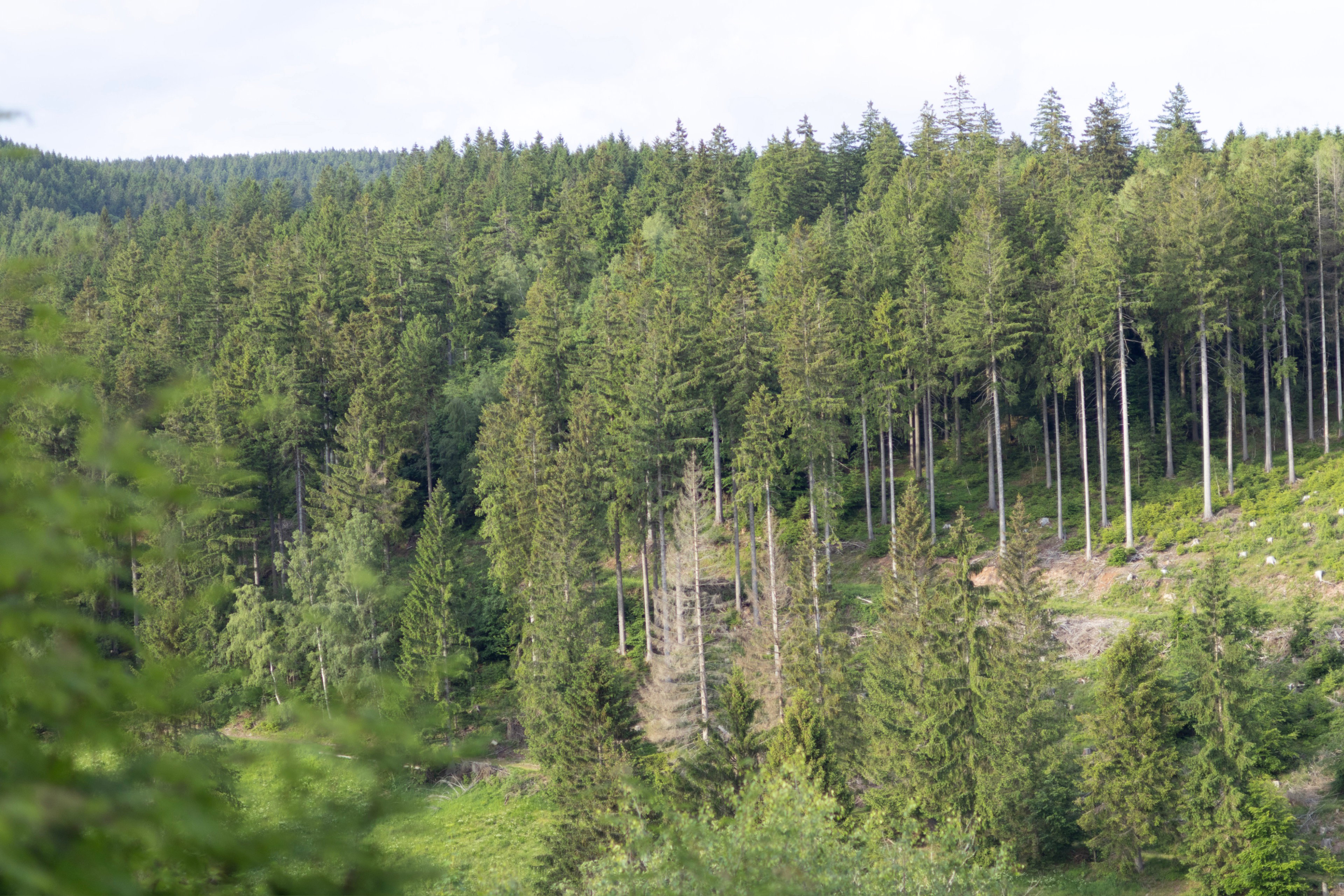 Natuurhuisje in Suhl