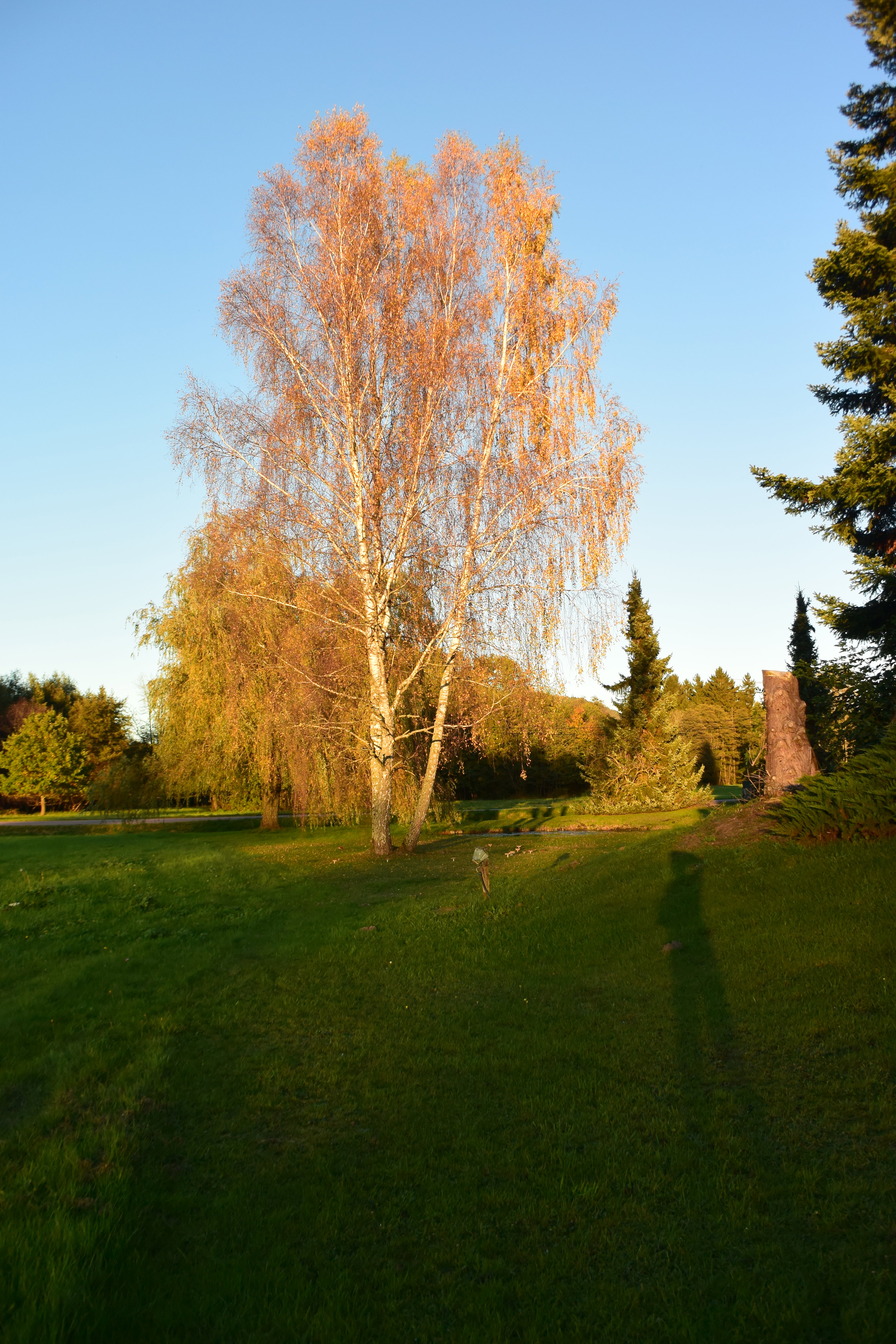 - image: 75