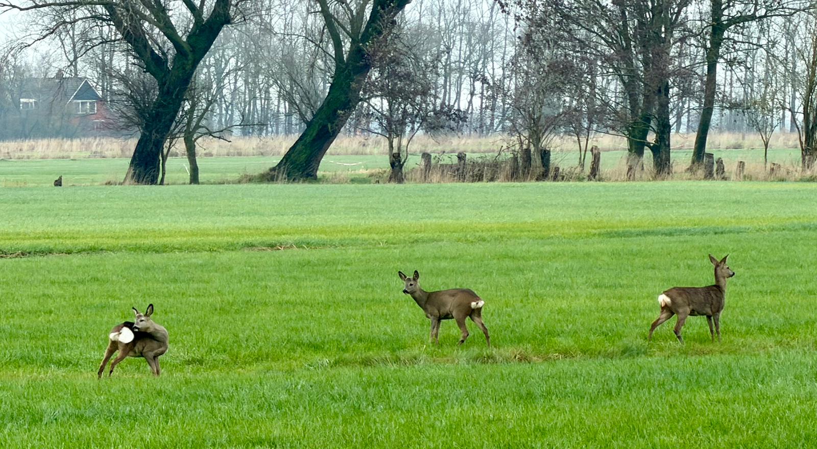 Naturhäuschen in Garmerwolde