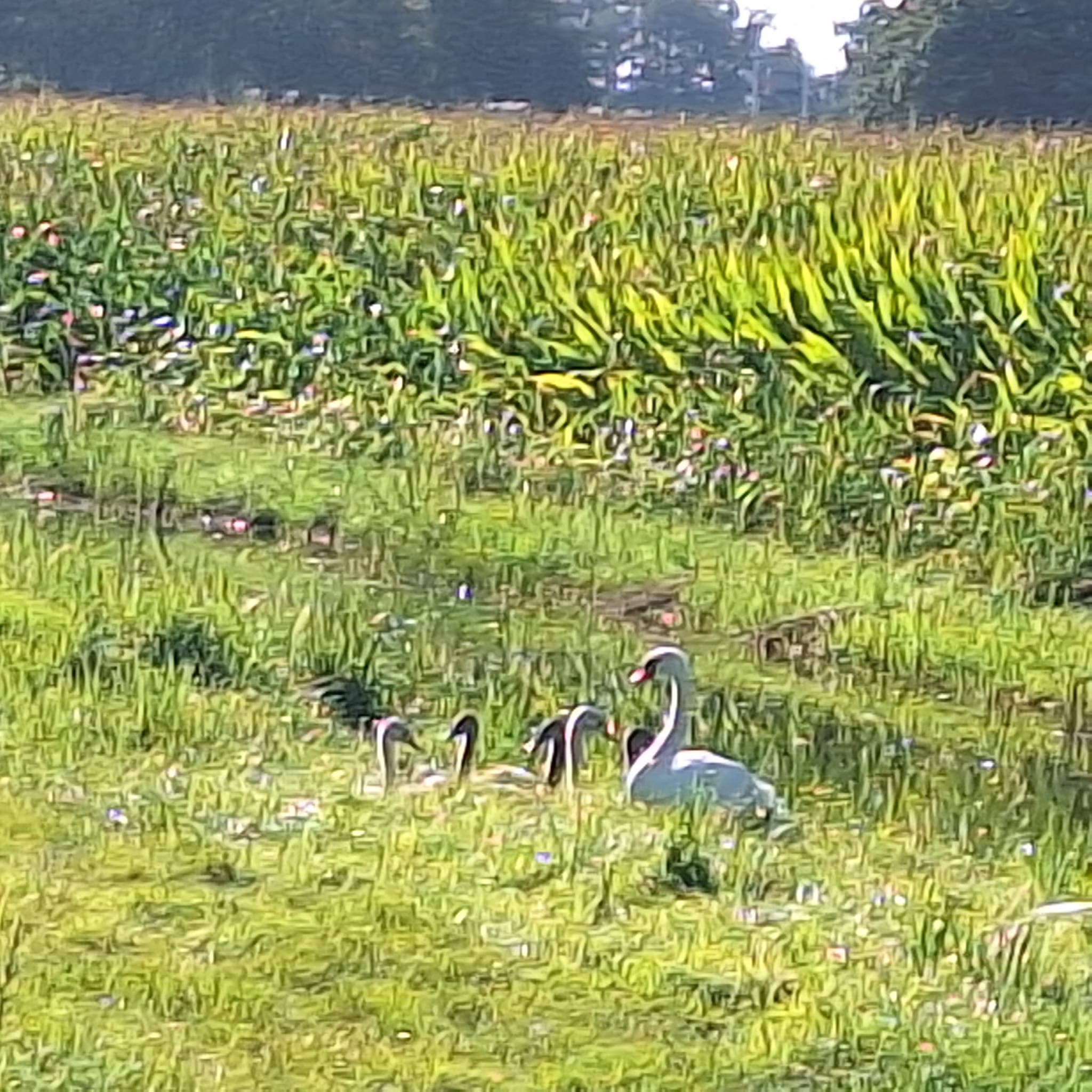 Natuurhuisje in Raalte