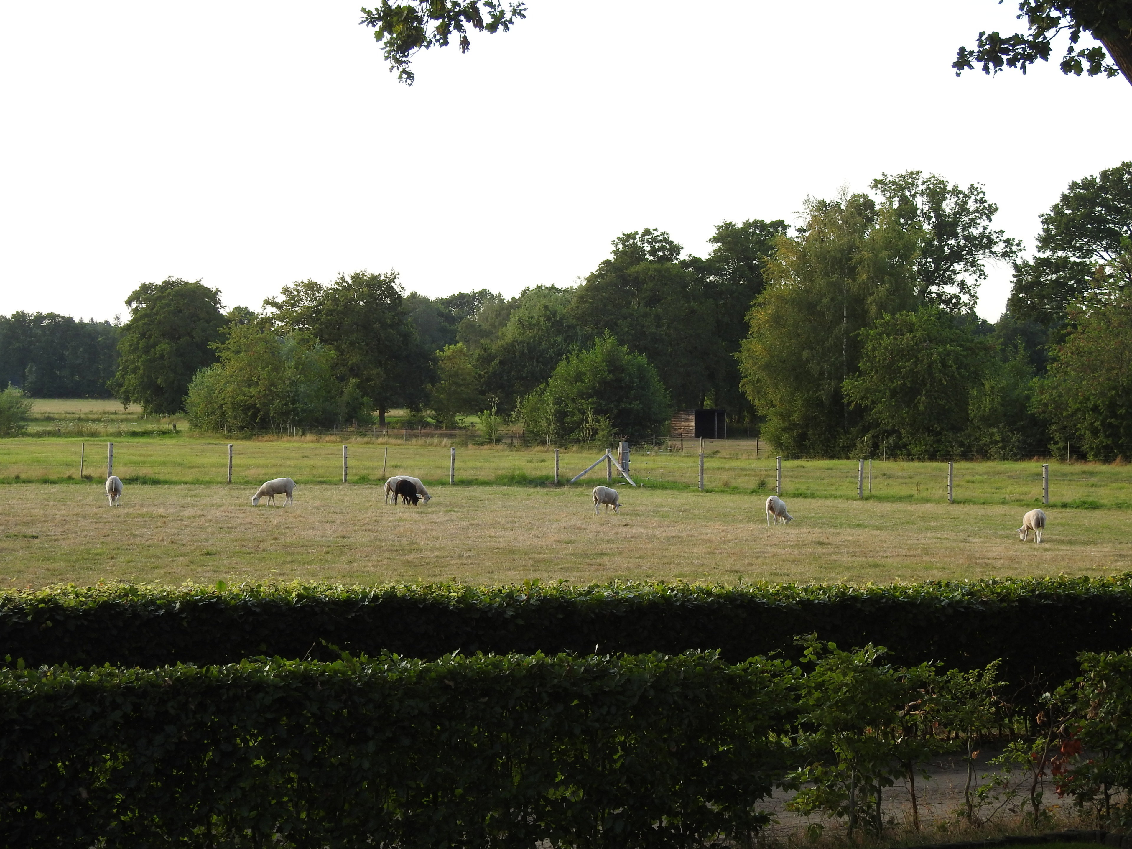 Natuurhuisje in Emst