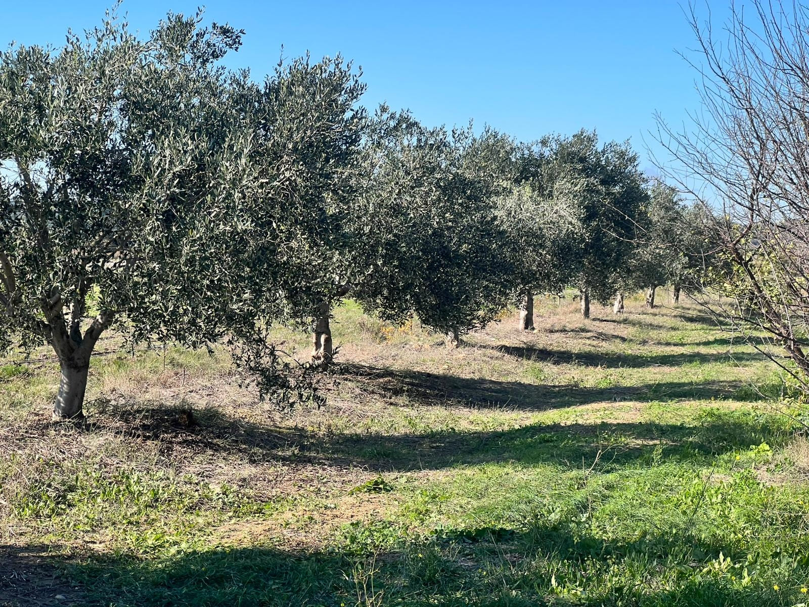 Maison nature à Lézignan Corbières