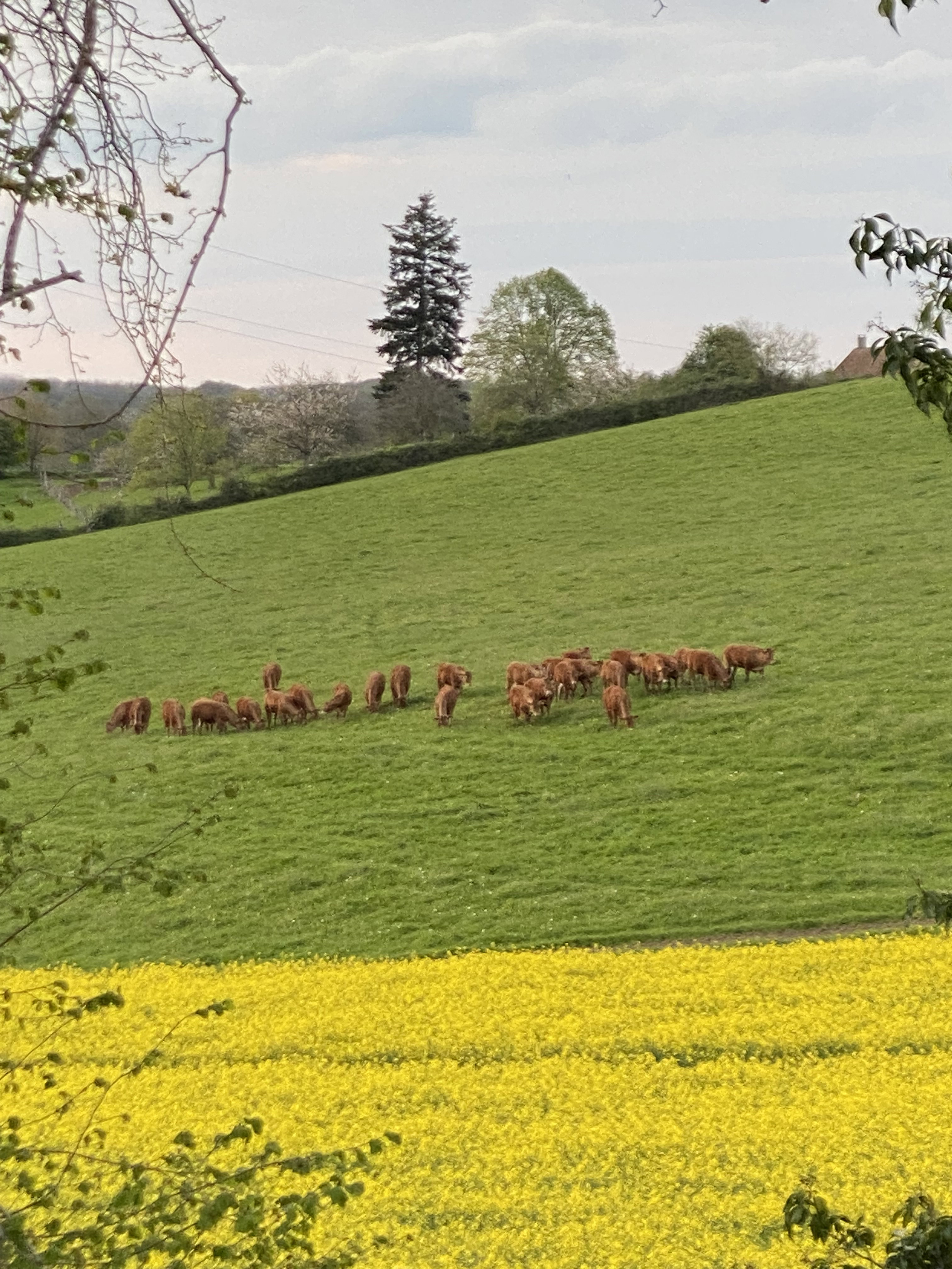 Maison nature à Belforêt-en-Perche