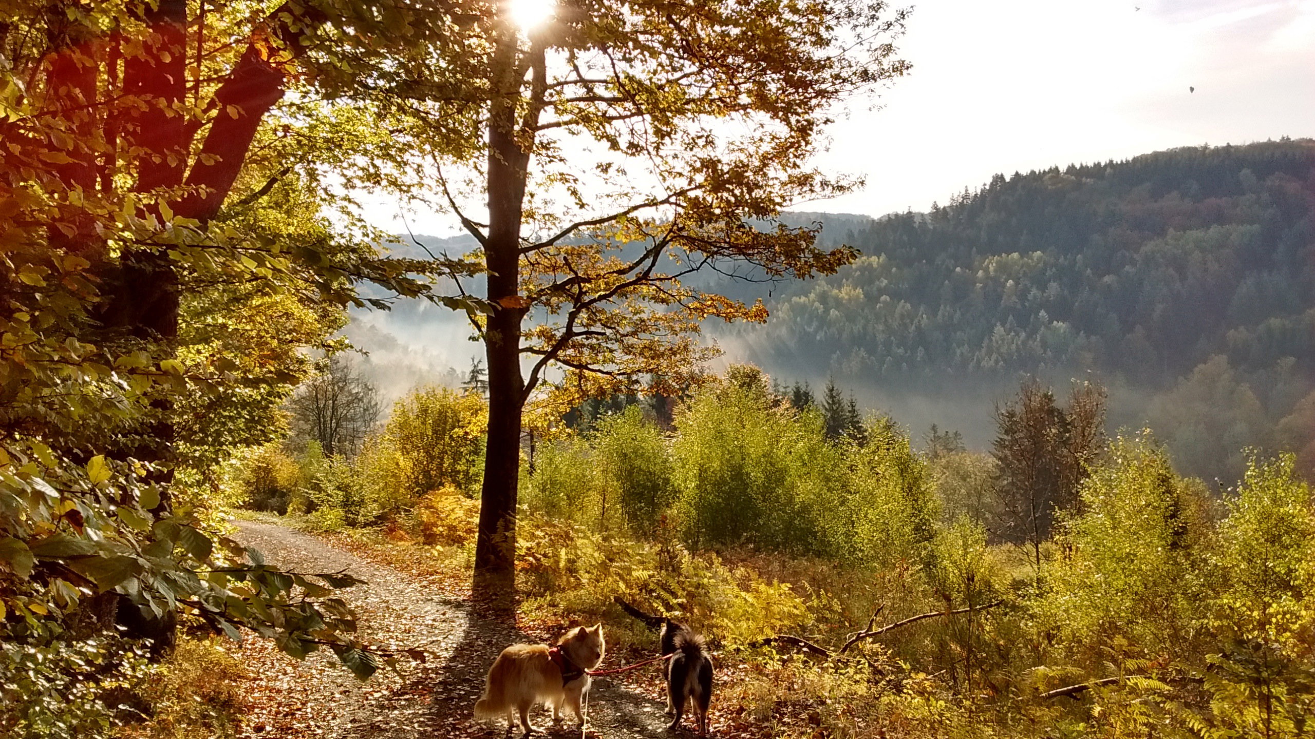 - image: 13