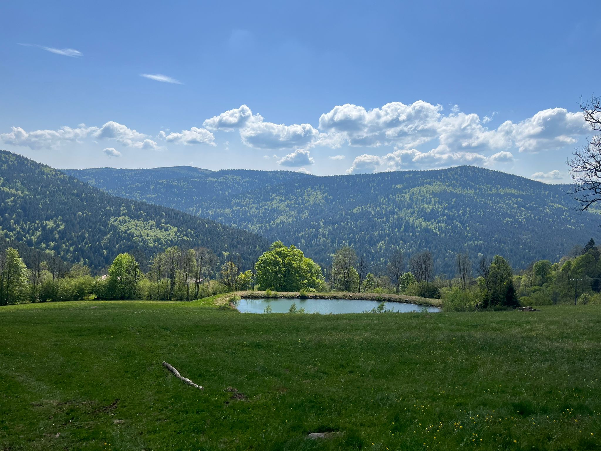- image: 12