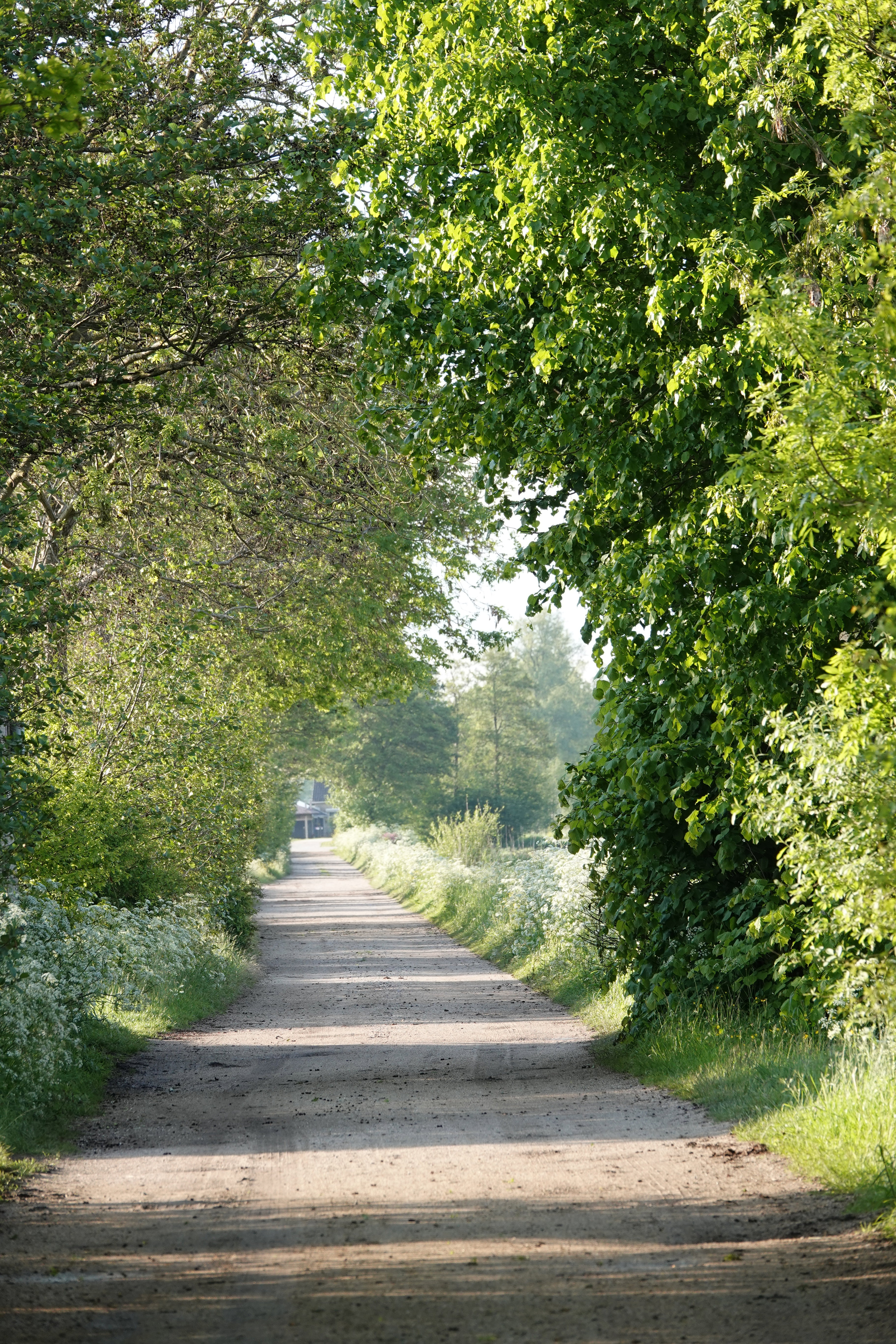 - image: 11