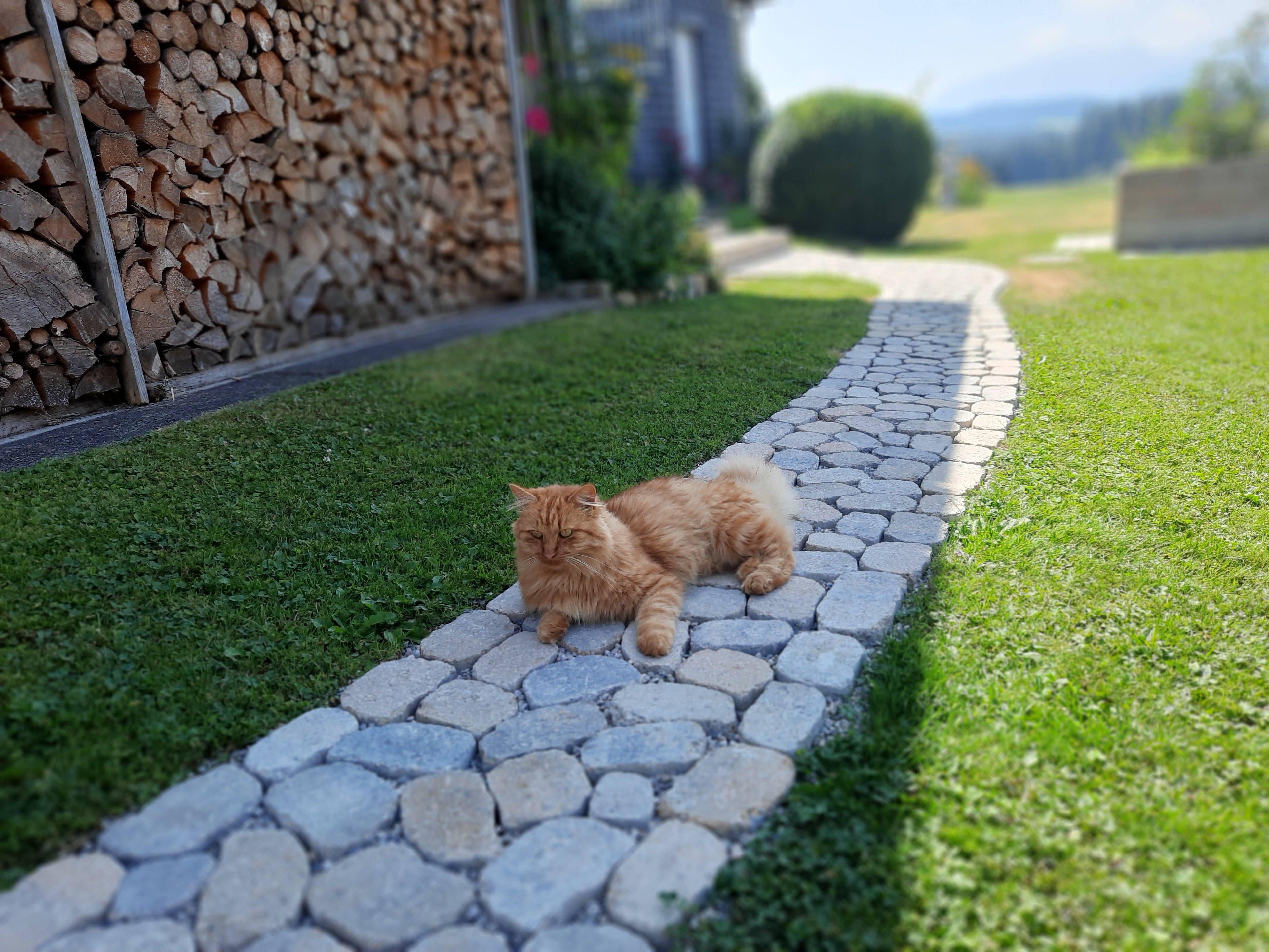 - image: 34