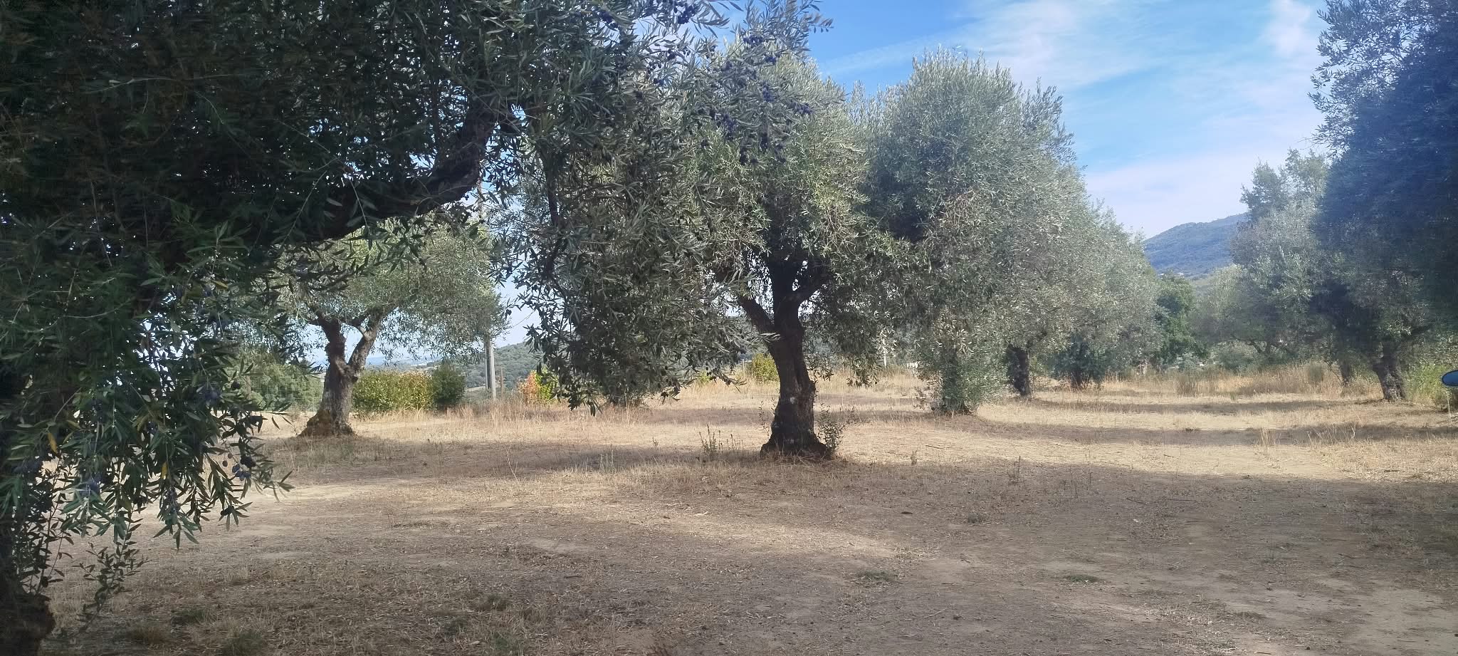 - image: 29