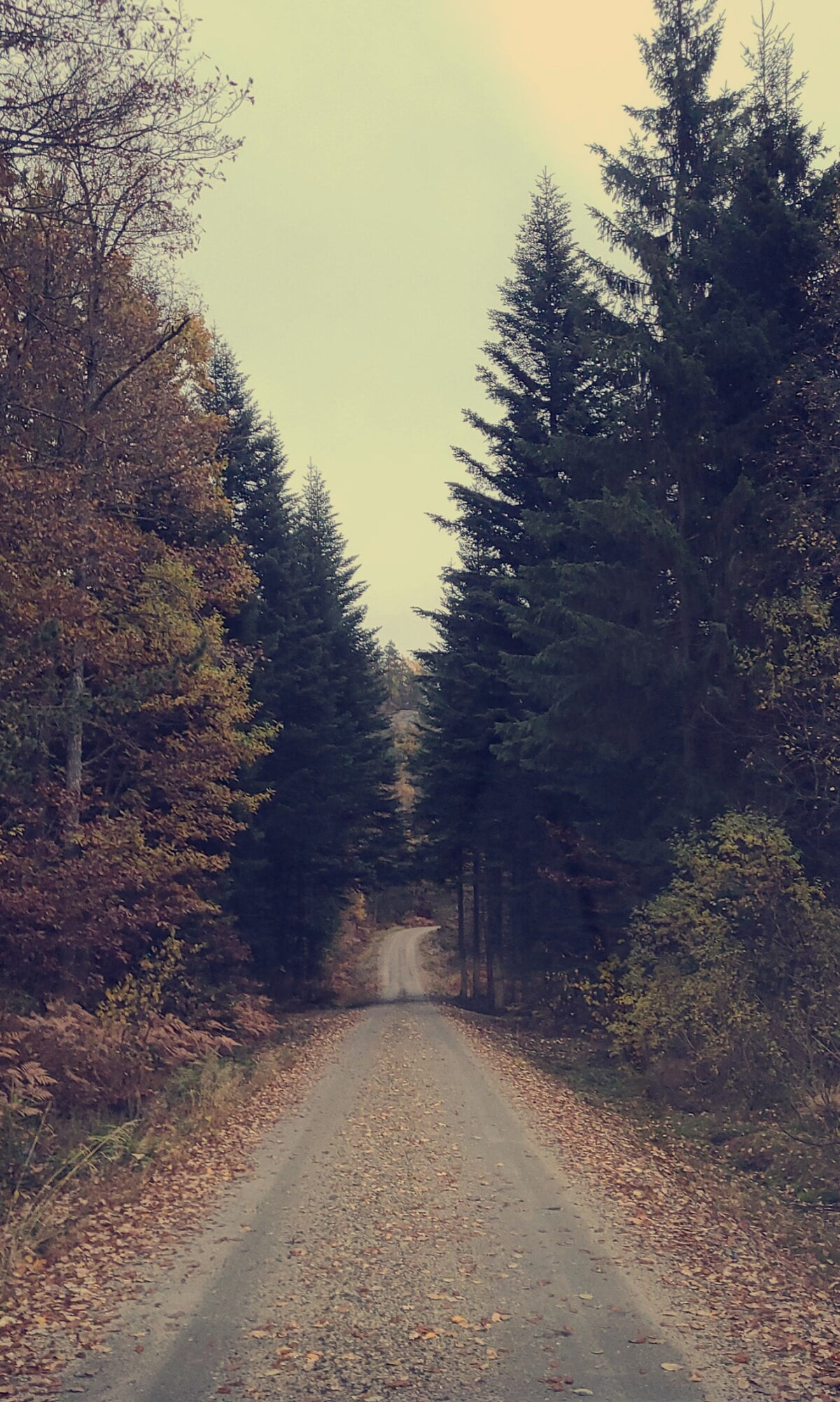 - image: 32